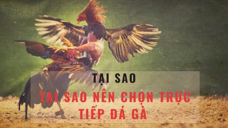 Cách chọn bình luận viên đá gà chuyên nghiệp